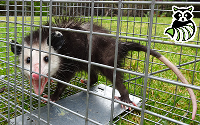 New London County trapping