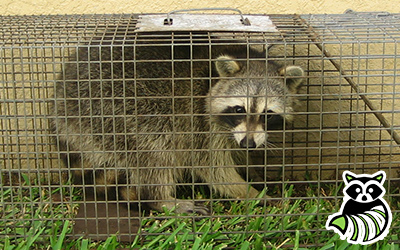 New London County trapping